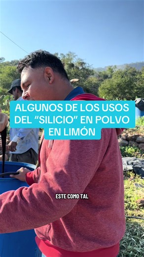 Beneficios del silicio en el cultivo de limón