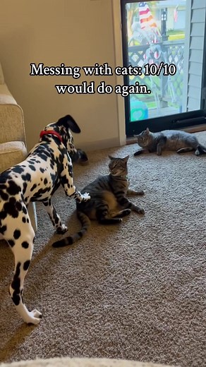 Funny Animal Fails: Try Not To Laugh Challenge
