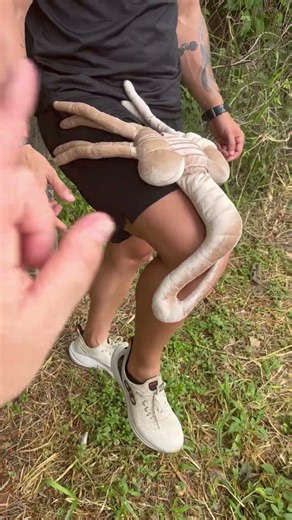 #animals #carnivorousanimallovers #tip #venomoussnake #cat