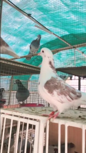 🕊️🕊️ #pigeon #kabootar #kabutar #birds #ytshorts #viral #kabootarloft05 #vilogpigeon #bird