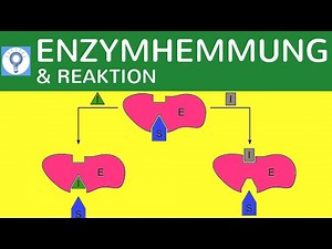 Enzymhemmung & Reaktionsgeschwindigkeit einfach erklärt - Hemmung der Enzymaktivität | Stoffwechsel