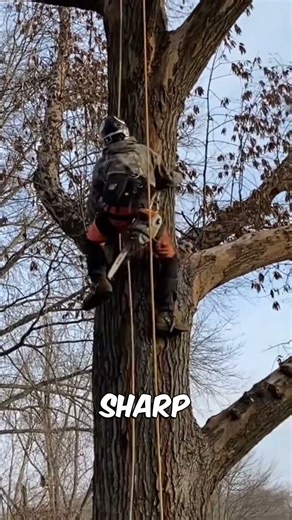 Safe Tree Climbing with Spike Tools#wood #shorts