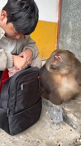 Xingxing: Learned another skill again | Moko Monkey