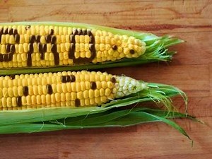 The GMO Debate Heats Up (Again)