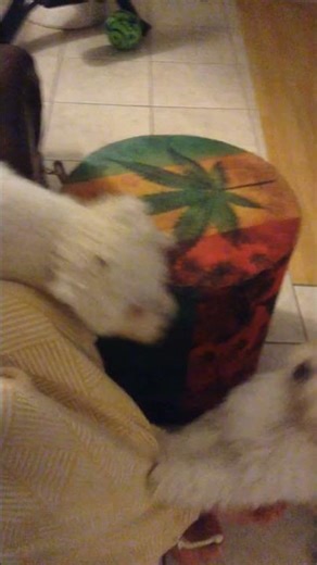 Couch Potato vs. The Interrupter (video.2)