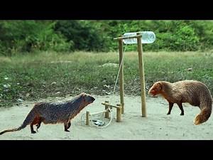 Quick Mongoose Using Big Plastic Bottle Trap | Unbelievable Catching Two Mongoose Randomly 100%