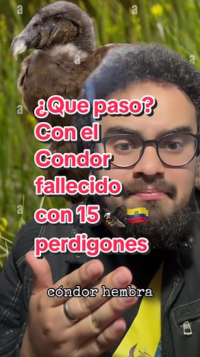 Condor andino en peligro de extinción en el Napo