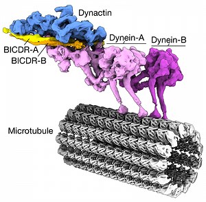 Cryo-EM reveals first high-resolution structure of the dynein-dynactin complex bound to microtubules - MRC Laboratory of Molecular Biology