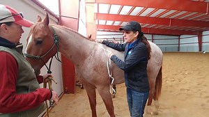 32K views · 35 reactions | It's the time of year for fly sheets! Do you know how to measure your horse for sheet size? This video was taken when I first got Pepperoni and we were measuring for a blanket. However, the same method applies for measuring summer fly sheets. #juliegoodnight #horsemanship #summer #flysheet #measuringblanketsize | Julie Goodnight Horsemanship | Facebook