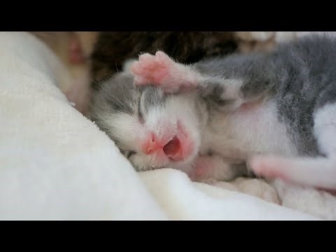 Baby Kitten Dreaming | Newborn Kittens Who Have Lost Their Mother