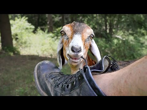 Baby Goats Eating Everything: Cute Goats Wilma & Lentil