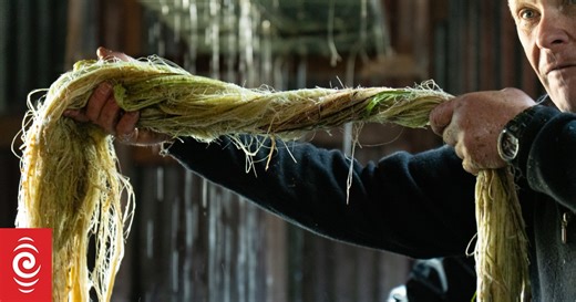 Harnessing harakeke - a new future for a traditional taonga