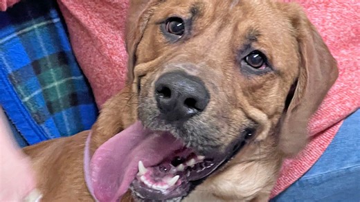 Pet of the Week is lovable mastiff-mix up for adoption at dog shelter