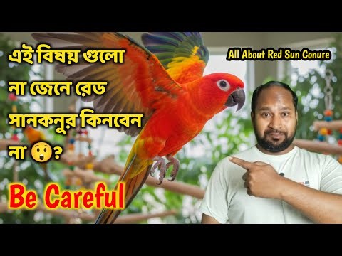 Red Sun Conure: The Warning You Didn’t Want