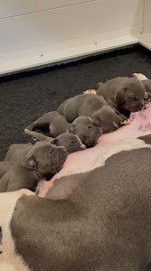 66K views · 921 reactions | I think they might be enjoying that ❤️殺...