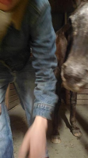 #horse #ootd | horses