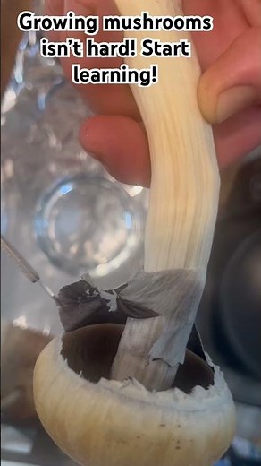 Making a spore print for dummies! 30sec video to start your magic journey to mushrooms!