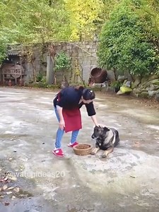 2.7M views · 10K reactions | Amazing cute dogs | Alh Aminat Obirere | Facebook