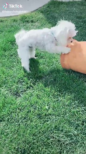 Honey Boba Bear Puppy Update