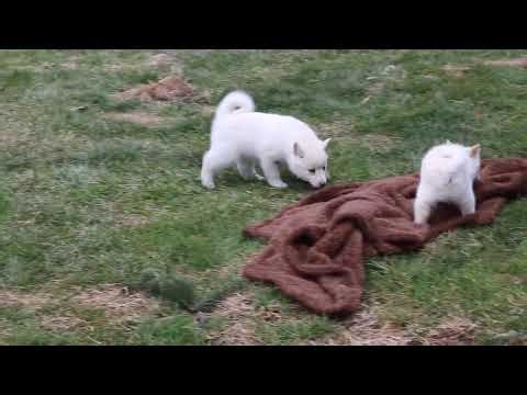 Pomsky Puppies For Sale