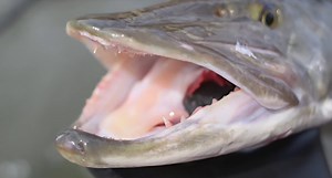 Canadian Woman Attacked, Pulled Underwater By Muskie