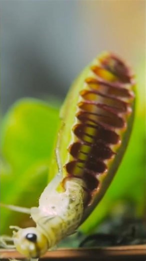 Venus flytrap is catching a grasshopper.