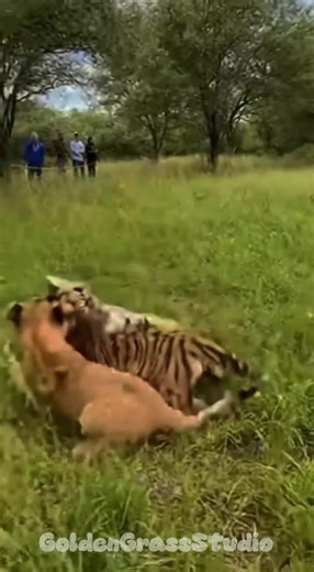 Fierced Cubs: Tiger vs Lion in Dramatic Play A tiger cub and a lion cub engage in a dramatic tussle, full of energy and excitement! Who will come out on top in this wild, playful battle? #LionVsTiger #WildlifeBattle #PlayfulCub #AnimalDrama #EpicPlay