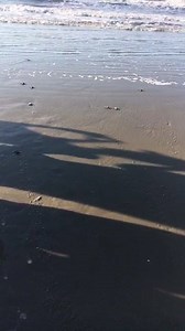 11 Loggerhead hatchlings make their way to the ocean. Experience Kiawah's wildlife through the eyes of our Naturalists! Nature Tours available daily: KiawahResort.com/events | Kiawah Island Nature Program