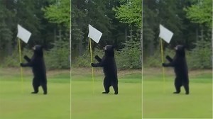 Bear rudely interrupts a round of golf and robs the golfers