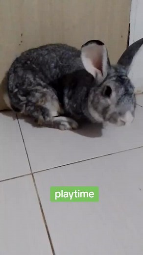 Big Benny (@bigbenny.ph)’s videos with Cute - Tik Tok