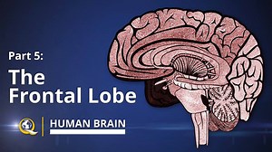 Part 5 of the Human Brain series describes the frontal lobe and its substructures, which are part of the cerebral cortex and the main site of so-called "higher" cognitive functions. #frontallobe QuantumUniversity.com | Quantum University