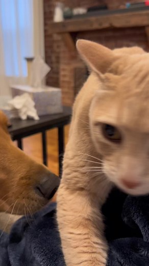 Building a Friendship Between Cats and Dogs