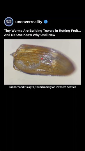 Tiny Worms Are Building Towers In Rotting Fruit & Noone Knew Why Until Now: Discovery #shorts