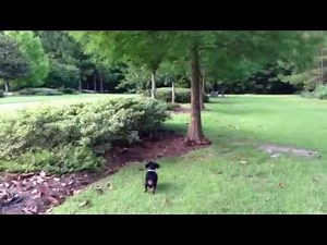 Dachshund Chased by Rabbit