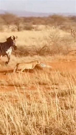 Zebra Foal Saved by Mother's Brutal Kick #animals #survival