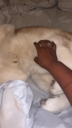 He honestly rules everything #huskies #huskiesoftiktok #cuteanimals