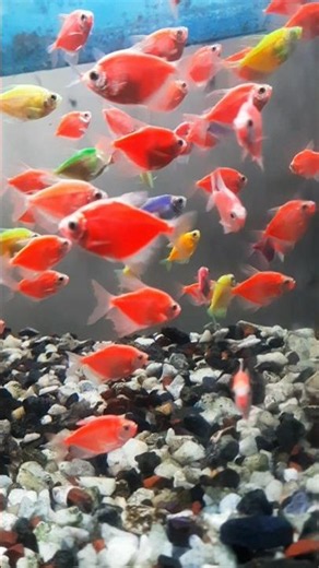 Fresh water tetra fish #glowfish #colorfulfish #fish #aquarium #aquariumfish