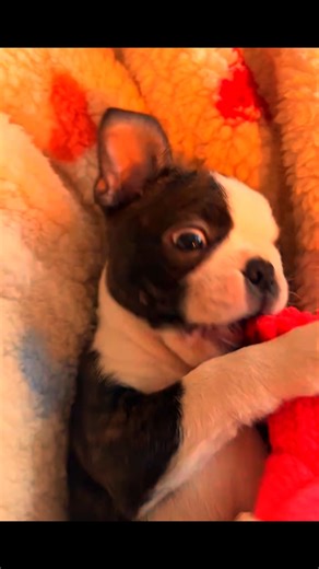 7.4K views · 488 reactions | So cute殺 Tiktok- @ mavericktheboston | Boston Terrier World | Facebook