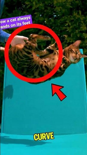 The Cat That Broke Newton's Law! 😱
