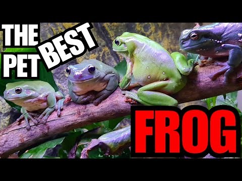 Green Tree Frog Care