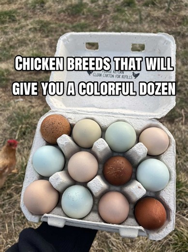 Top Chicken Breeds for Colorful Rainbow Eggs
