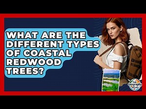 What Are The Different Types Of Coastal Redwood Trees? - The Geography Atlas