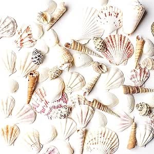 Super Z Outlet Sea Shells Mixed Beach Seashells - Various Sizes up to 2" Shells -Bag of Approx. 50 Seashells