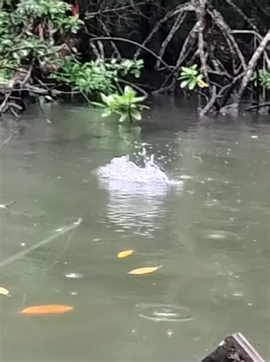 Casting for Mangrove Jack in Papua