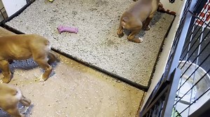 43K views · 4.7K reactions | Boxer pups update….. They are now 7 1/2 weeks old. They all weigh between 9 and 10 pounds except for the runt, which is the orange color girl, she weighs 6. Such smart and cute babies! | For the Love of a Boxer Rescue & Sanctuary - Michigan | Facebook