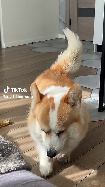 Adorable Corgi Puppy Compilation - Funny and Cute Moments 🐾