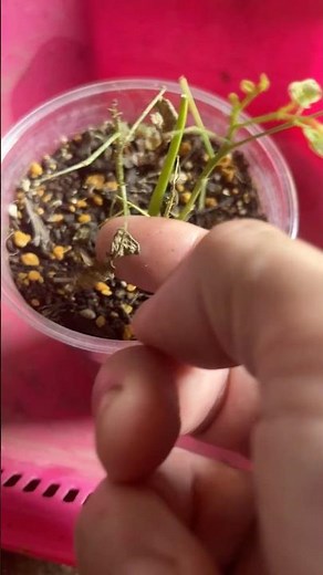 根腐れを起こしたモリンガを復活させる方法🌱 #moringa