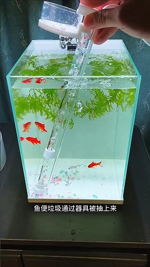 Fish Tank Poop Cleaner That Actually Works! 🐟✨ #Aquarium #FishTank #FishKeeping #AquariumHobby