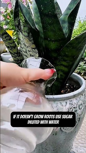 MSG, Sugar & Onion Water for Plants — Do They Really Work? 😱