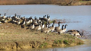 'Never turn your back on a hostile goose' and other tips for surviving nesting season